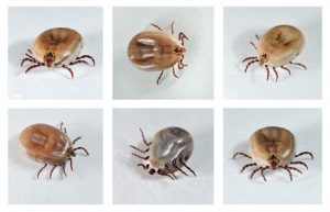 types of ticks