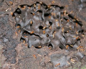 Termites Infestation