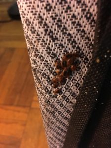 bed bug infestation on curtain
