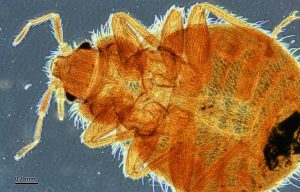 bed bug under microscope