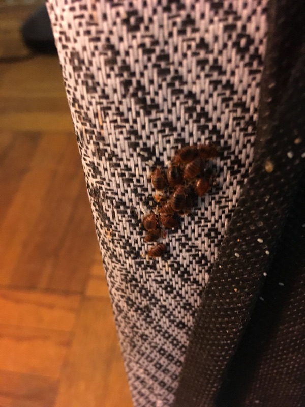 bed bugs on curtain