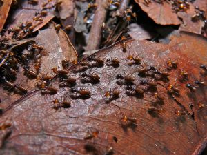 Termites Infestation