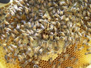 Bee Colony