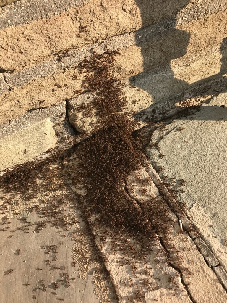 Ants-swarm-in-lindenhurst-IMG_5820.jpg