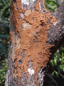 Termite Infestation on Tree